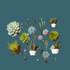 The Do's and Dont's of Succulent care.