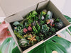 Grow Your Succulent Collection Without Breaking the Bank: Discover the Value of Succulent Cuttings!
