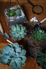 Best Soil for Succulent Cuttings: Ensuring a Healthy Rooting Process