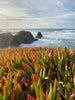 Coastal Succulents of Australia: Succs that survive the coast