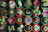 The Ultimate Guide to Growing Succulent Cuttings