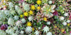 Supercharge Your Succulents: The Lowdown on the Best Fertilisers