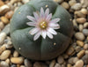 Psychoactive Succulents: An Exploration of the San Pedro Cactus and Peyote